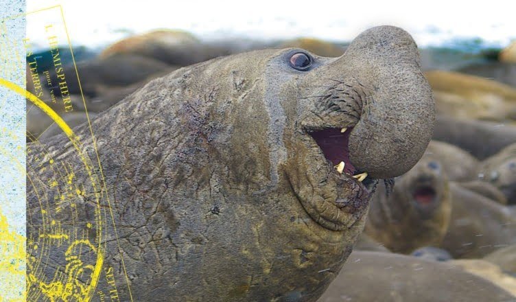 Produkt niezgodny z etykietą – recenzja książki Czochrałem antarktycznego słonia i inne opowieści o zwierzołkach
